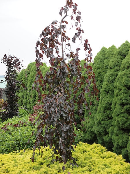 Fagus sylvatica 'Black Swan'